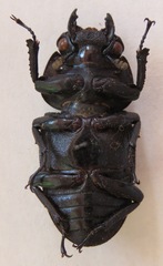 Dorcus curvidens curvidens