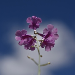Penstemon ambiguus