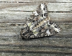 Mamestra configurata