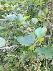 Alnus glutinosa