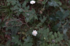 Scabiosa bipinnata