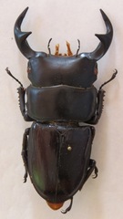 Dorcus curvidens curvidens