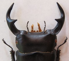 Dorcus curvidens curvidens