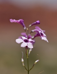 Penstemon ambiguus