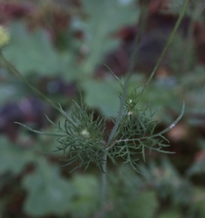 Scabiosa bipinnata