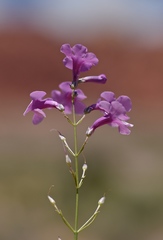 Penstemon ambiguus