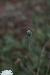 Scabiosa bipinnata