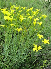 Linum flavum