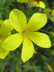 Linum flavum