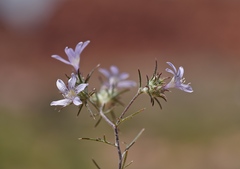 Eriastrum eremicum eremicum
