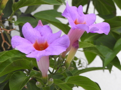 Amphilophium buccinatorium