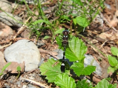 Macrothemis pseudimitans