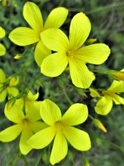 Linum flavum