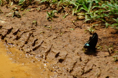 Mimoides phaon phaon