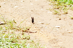 Mimoides phaon phaon