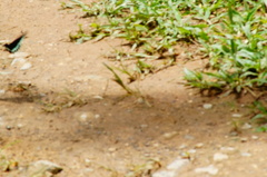 Mimoides phaon phaon