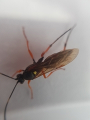 Diphyus quadripunctorius