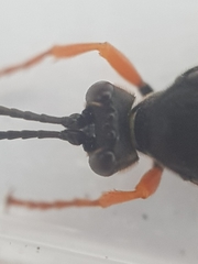 Diphyus quadripunctorius