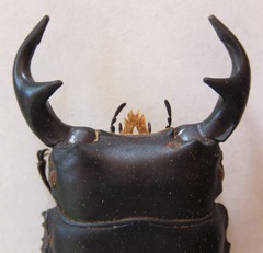 Dorcus curvidens curvidens