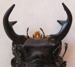 Dorcus curvidens curvidens