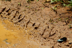 Mimoides phaon phaon