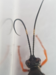 Diphyus quadripunctorius