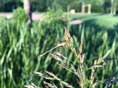 Lestes sponsa