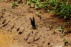Mimoides phaon phaon