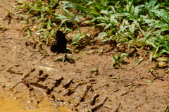 Mimoides phaon phaon