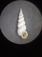 Epitonium sawinae