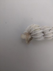 Epitonium sawinae