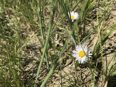 Erigeron caespitosus