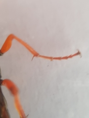 Diphyus quadripunctorius