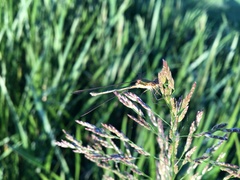 Lestes sponsa