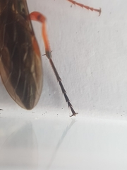 Diphyus quadripunctorius