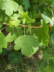 Grossulariaceae