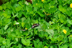 Castilia