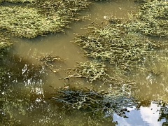 Hydrilla verticillata