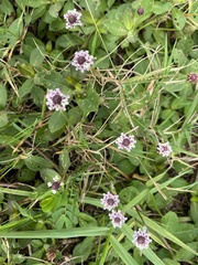 Phyla nodiflora nodiflora