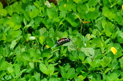 Castilia