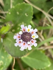 Phyla nodiflora nodiflora