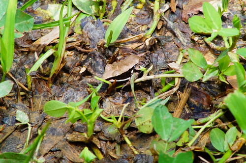 Sierra Madre Frog, Lithobates sierramadrensis