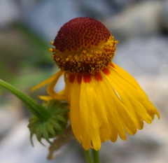 Helenium amphibolum