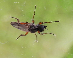 Bibio xanthopus