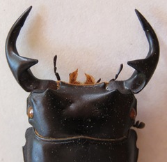 Dorcus curvidens curvidens