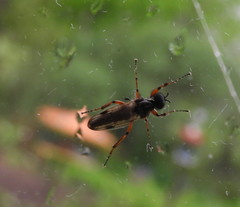 Bibio xanthopus