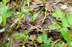 Lithobates sierramadrensis