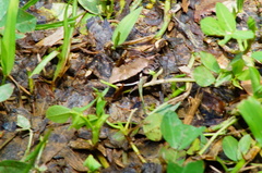 Lithobates sierramadrensis