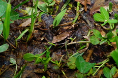 Lithobates sierramadrensis
