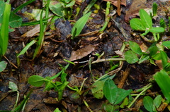 Lithobates sierramadrensis